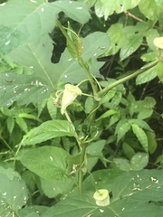 Passiflora bryonioides