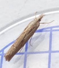 Agriphila geniculea