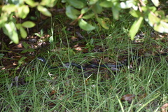 Coluber constrictor priapus