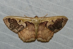 Zythos turbata