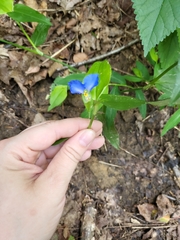 Commelina communis