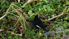 Hymenops perspicillatus