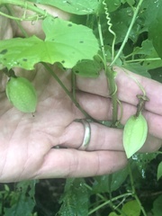 Passiflora bryonioides