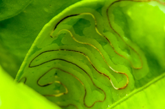 Phyllocnistis citrella