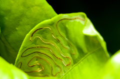 Phyllocnistis citrella