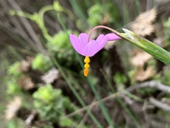 Olsynium scirpoideum