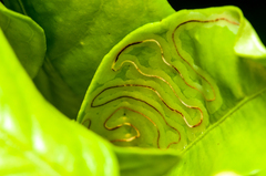 Phyllocnistis citrella