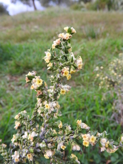 Thymelaea hirsuta