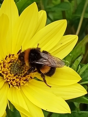 Bombus