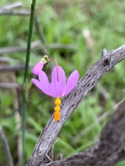 Olsynium scirpoideum