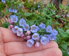 Mertensia