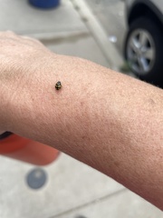 Propylea quatuordecimpunctata