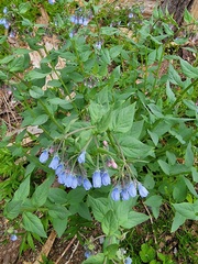 Mertensia
