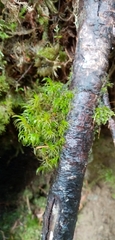 Tortella tortuosa