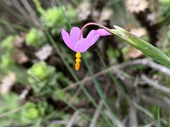 Olsynium scirpoideum