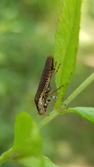 Paraulacizes irrorata