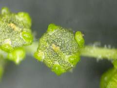 Chenopodiastrum simplex