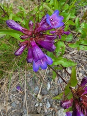 Penstemon serrulatus