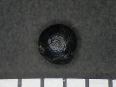 Chenopodiastrum simplex