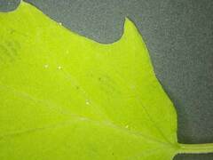 Chenopodiastrum simplex