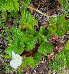 Rubus lasiococcus