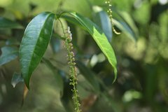 Citharexylum