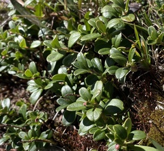 Vaccinium vitis-idaea