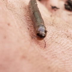 Cylindroiulus caeruleocinctus