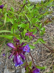 Penstemon serrulatus
