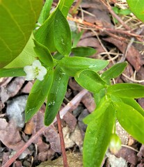 Moehringia macrophylla