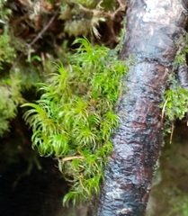 Tortella tortuosa