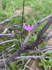 Olsynium scirpoideum