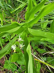 Maianthemum stellatum