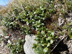 Vaccinium vitis-idaea