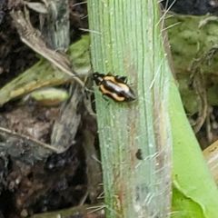 Phyllotreta striolata