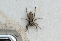 Menemerus bivittatus