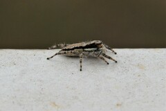 Menemerus bivittatus