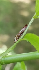 Paraulacizes irrorata