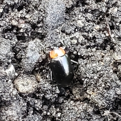 Disonycha xanthomelas