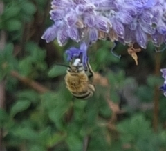 Amegilla quadrifasciata