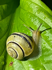 Cepaea