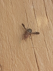 Delphinia picta