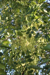 Fraxinus pennsylvanica