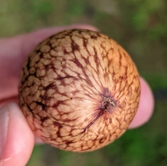 Amphibolips quercusjuglans