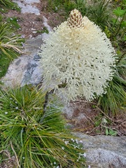 Xerophyllum tenax