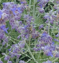 Amegilla quadrifasciata