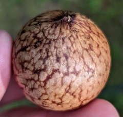 Amphibolips quercusjuglans