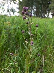 Cirsium arvense integrifolium