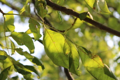 Fraxinus pennsylvanica