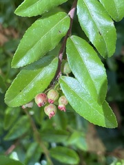 Vaccinium ovatum